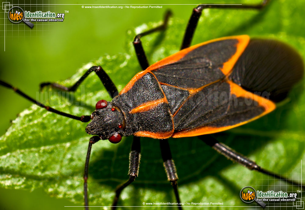 Boxelder Bug