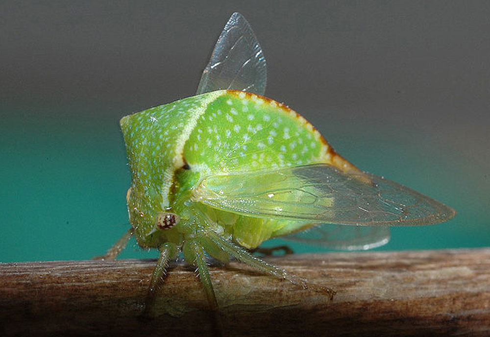 Buffalo Treehopper