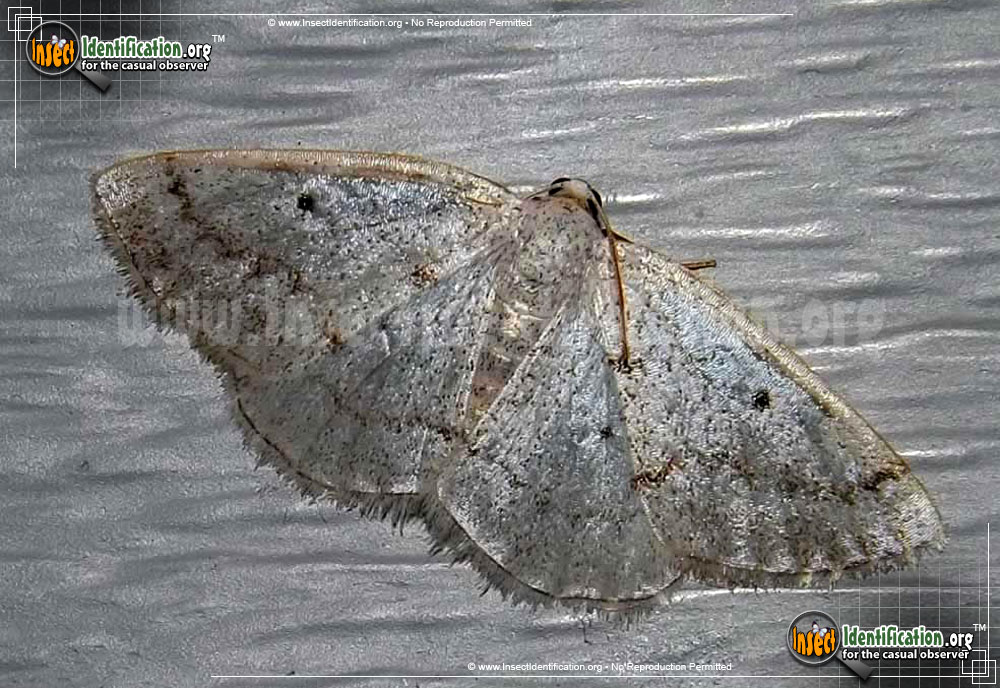 Gray Spring Moth