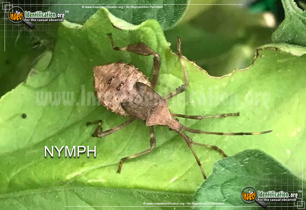 Leaffooted Bug