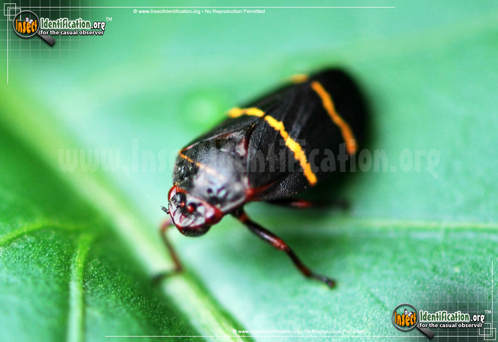 Little Black Bug With Red Stripes Iwanna Fly