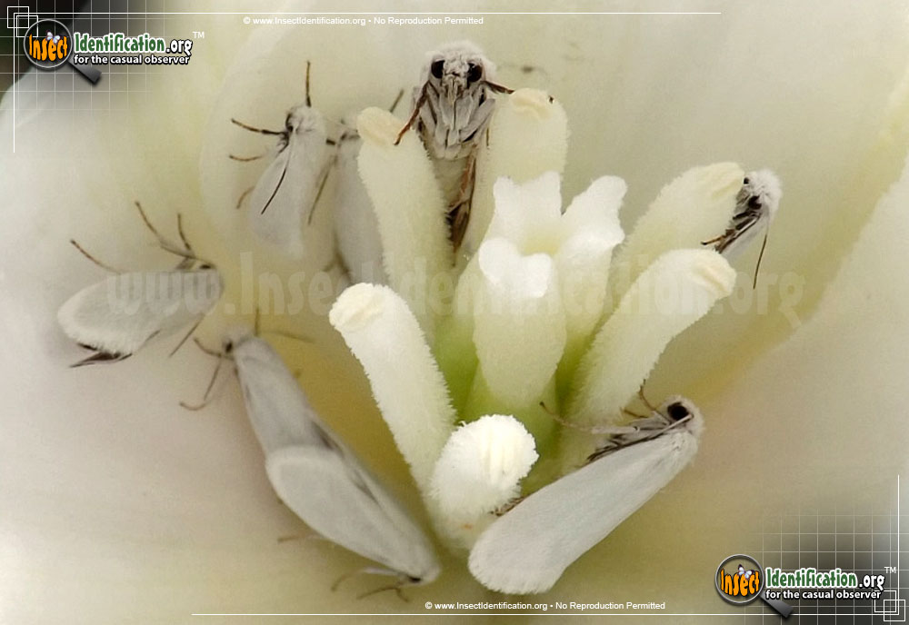 Yucca Moth