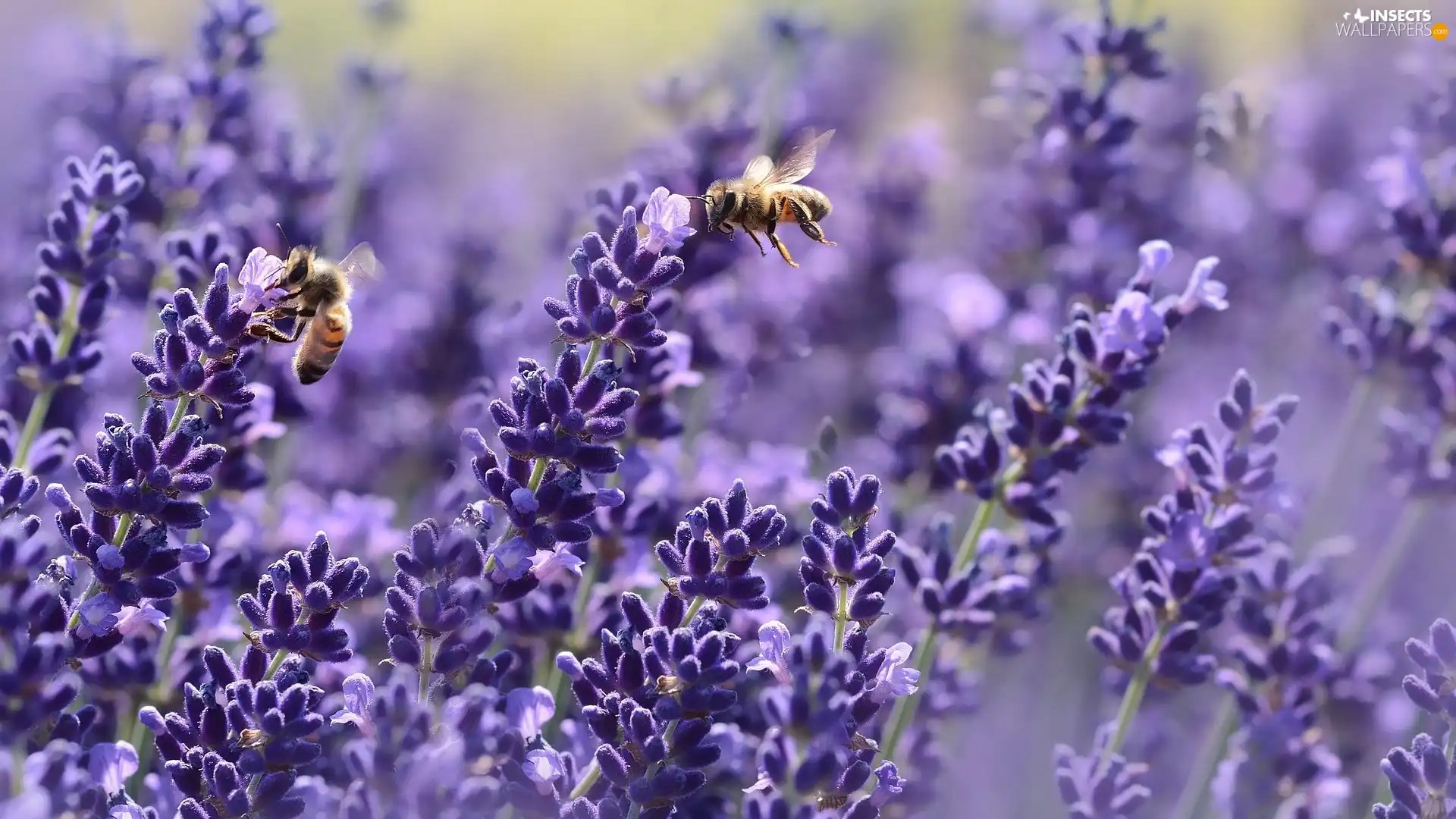 Bees, lavender, Two Insects wallpapers 1920x1080