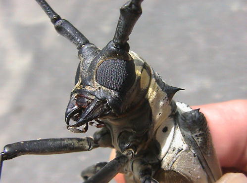 シロスジカミキリは、大型の昆虫であります – 民宿すぎの子 ｜ 秩父のお宿 シロスジカミキリ