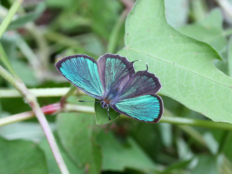 20180624 アイノミドリシジミ ジョウザンミドリシジミ ウラクロシジミ | 立山自然保護センターブログ | 立山自然保護センター ミドリシジミ