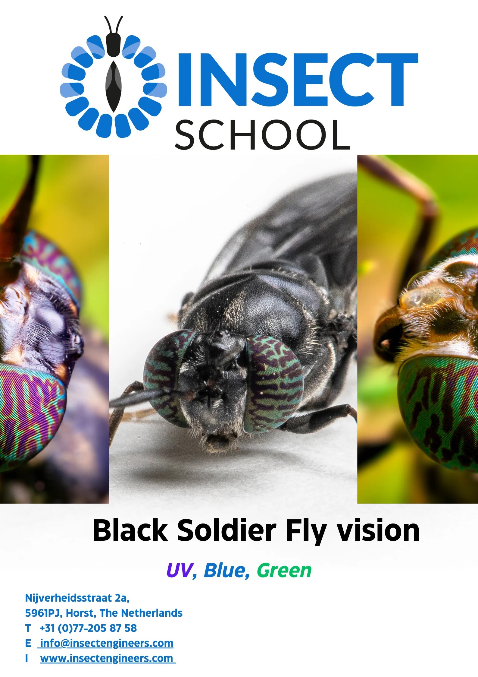 Black Soldier Fly Vision Insect School