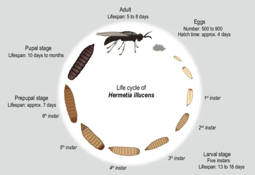 Black Soldier Fly Lifespan Insect School