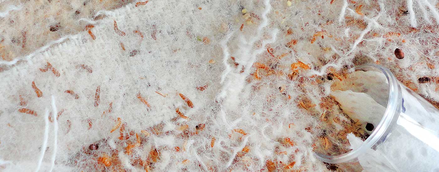 Insects in breeding Insect Services