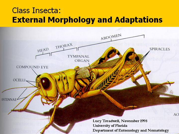 External morphology of insects