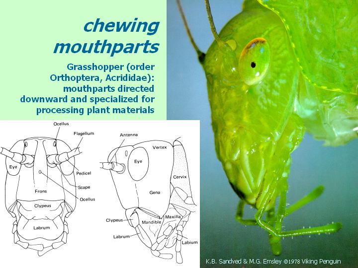 External morphology of insects