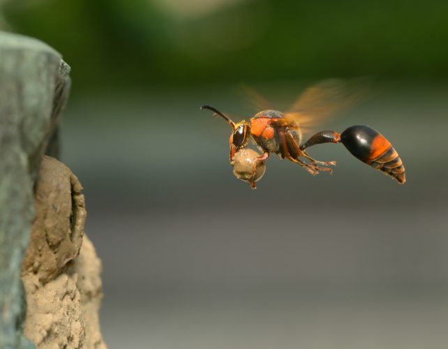 Potter wasp, Oreumenes decoratus, returning to her nest Insect Week