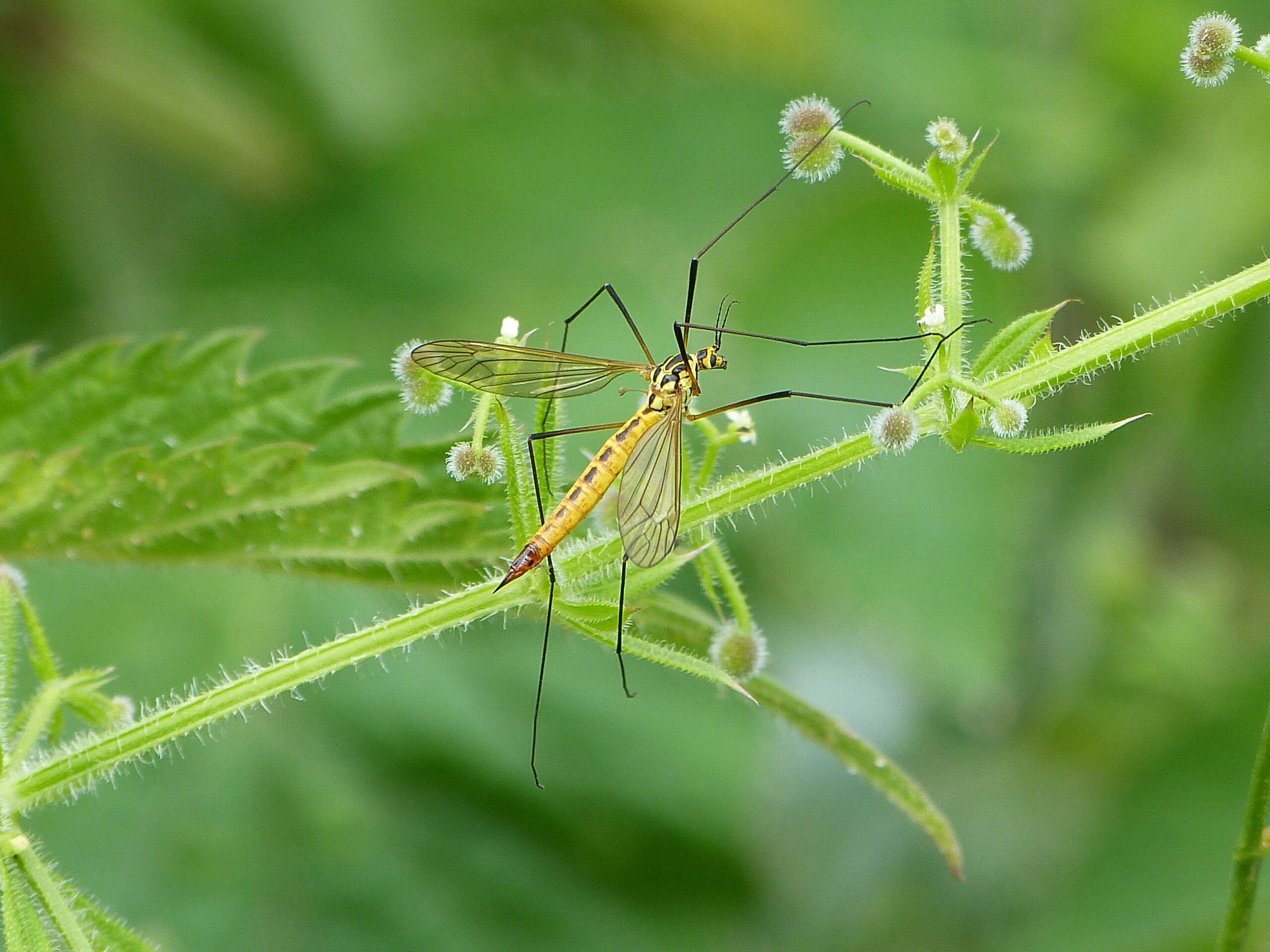 Tiger crane fly Insect Week