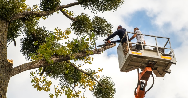 3 Printable Tree Service Estimate Templates - Inside Advisor Pro