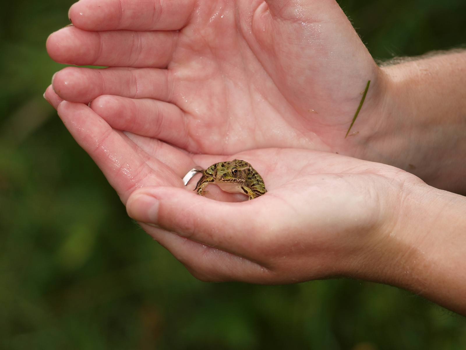Northern Green Leopard Frog Inside Caledon, Ontario
