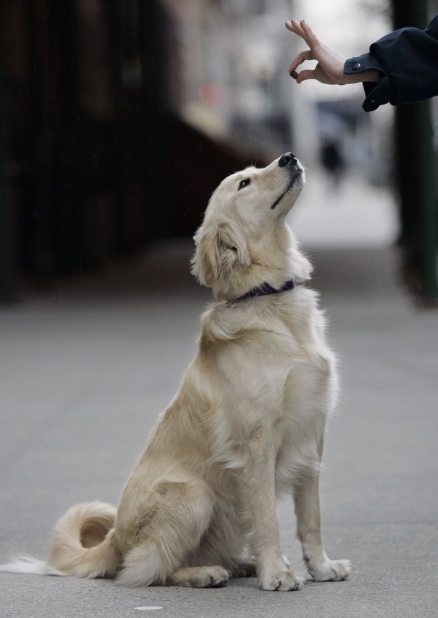 15 Essential Commands to teach Your Dog Inside Dogs World