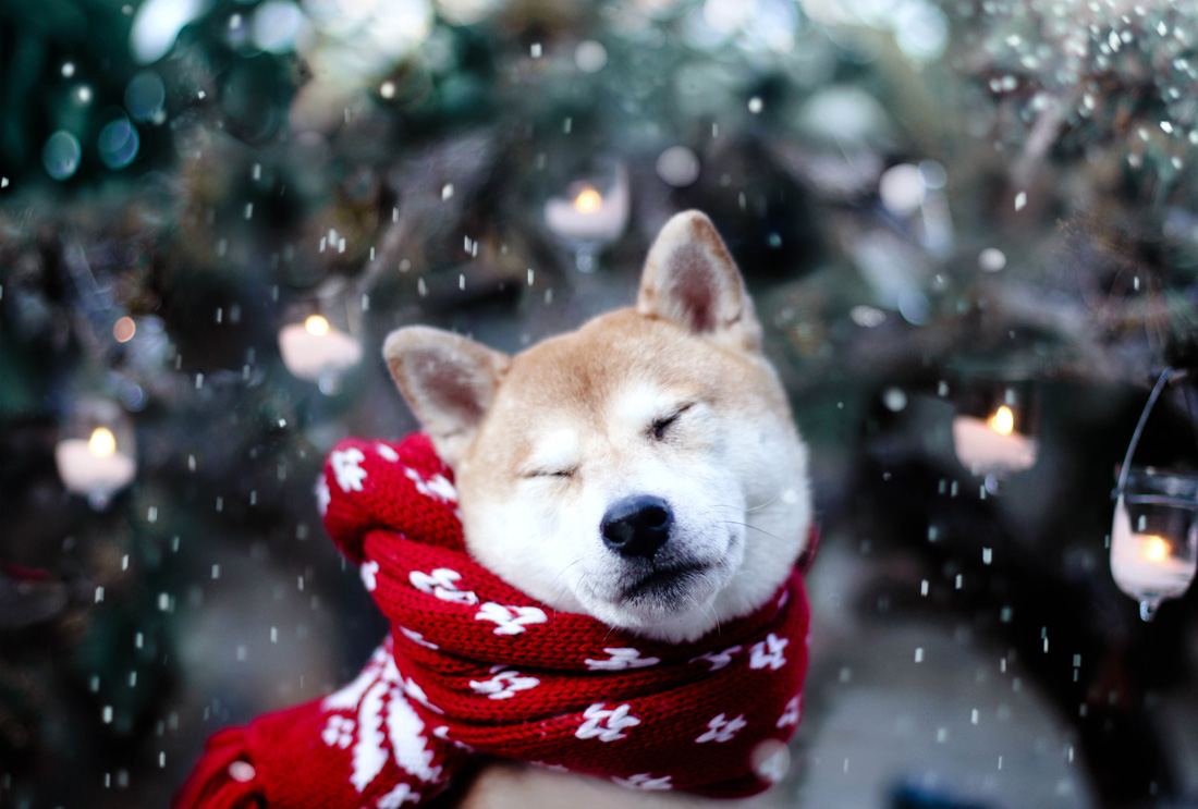 15 Winter Tips for a Happy Dog Inside Dogs World