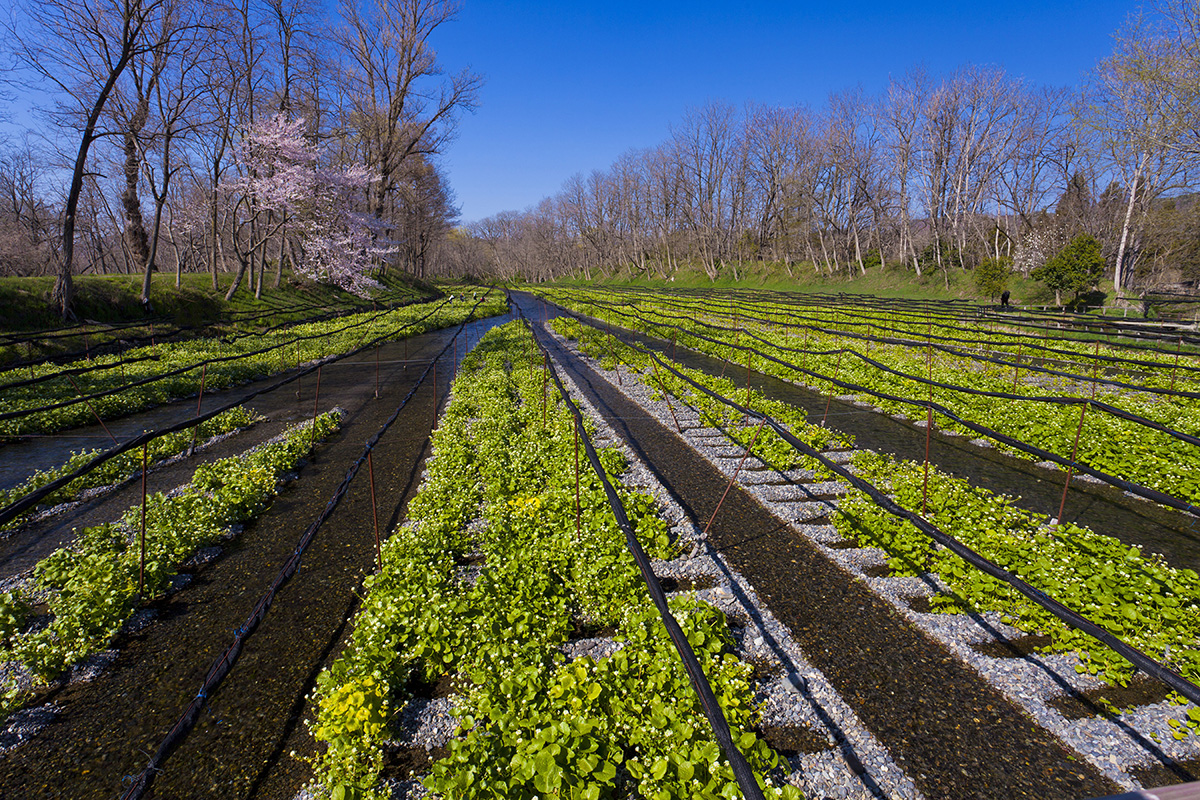What Real Wasabi Looks and Tastes Like InsideHook