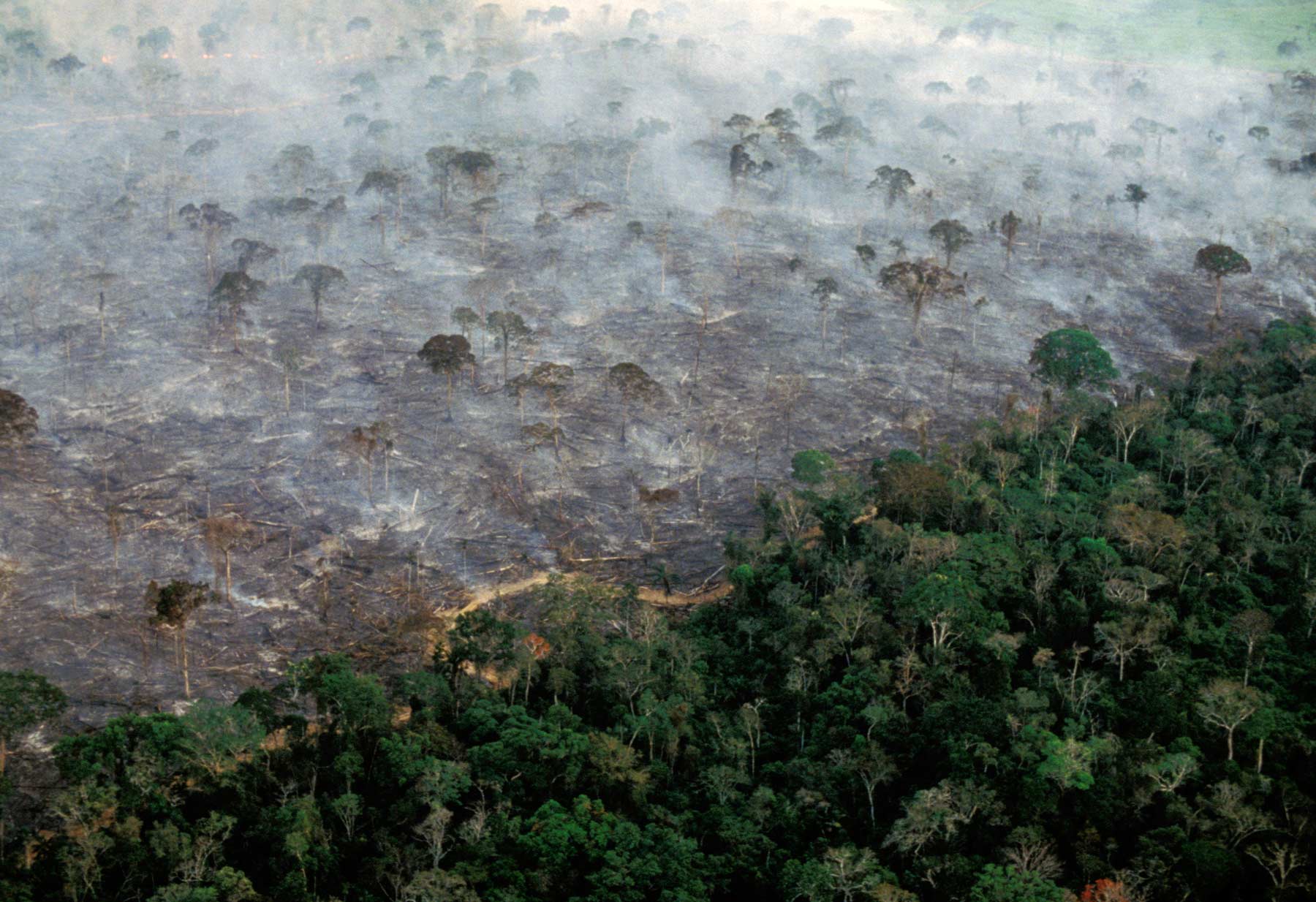 Amazon Rainforest May Be Less Fragile Than Previously Known, Study