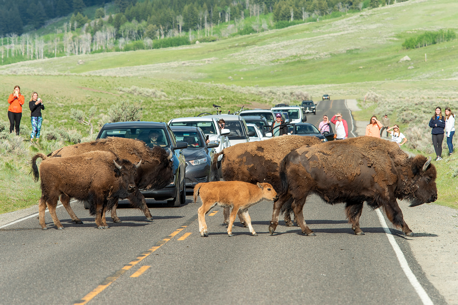 Why Are So Many Tourists Getting Attacked by Bison at Yellowstone