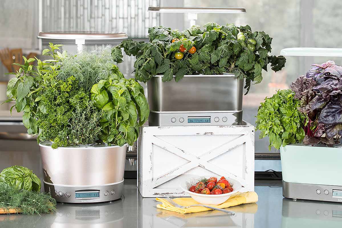 AeroGardens Will Provide You With YearRound Herbs and Veggies InsideHook