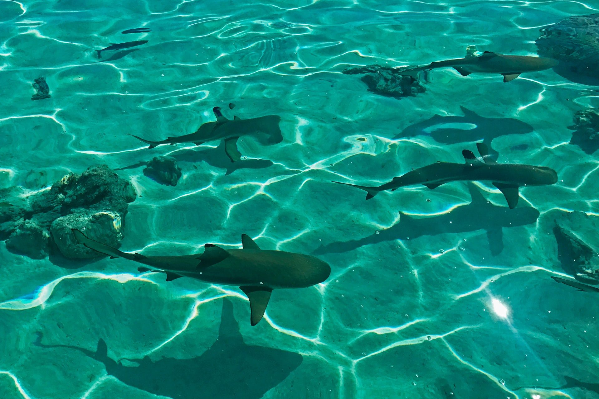 Do Sharks Use to Navigate the Ocean? InsideHook