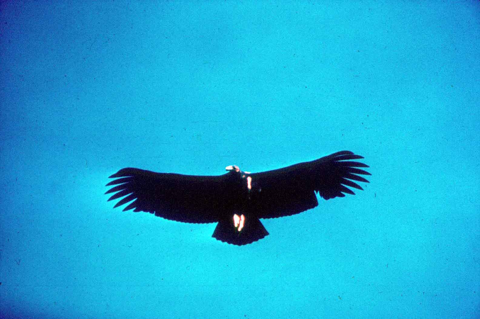 California Condors Don't Need Males to Reproduce InsideHook