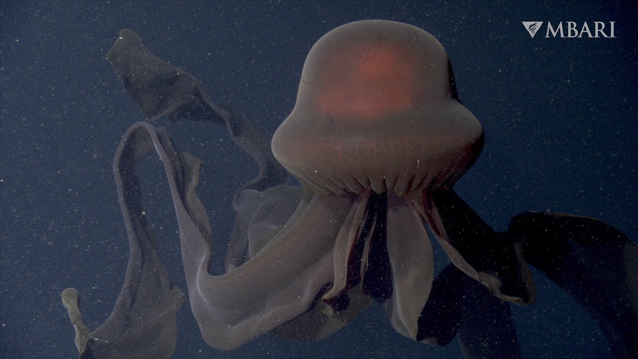 Scientists Record Footage of Massive, Mysterious Jellyfish InsideHook