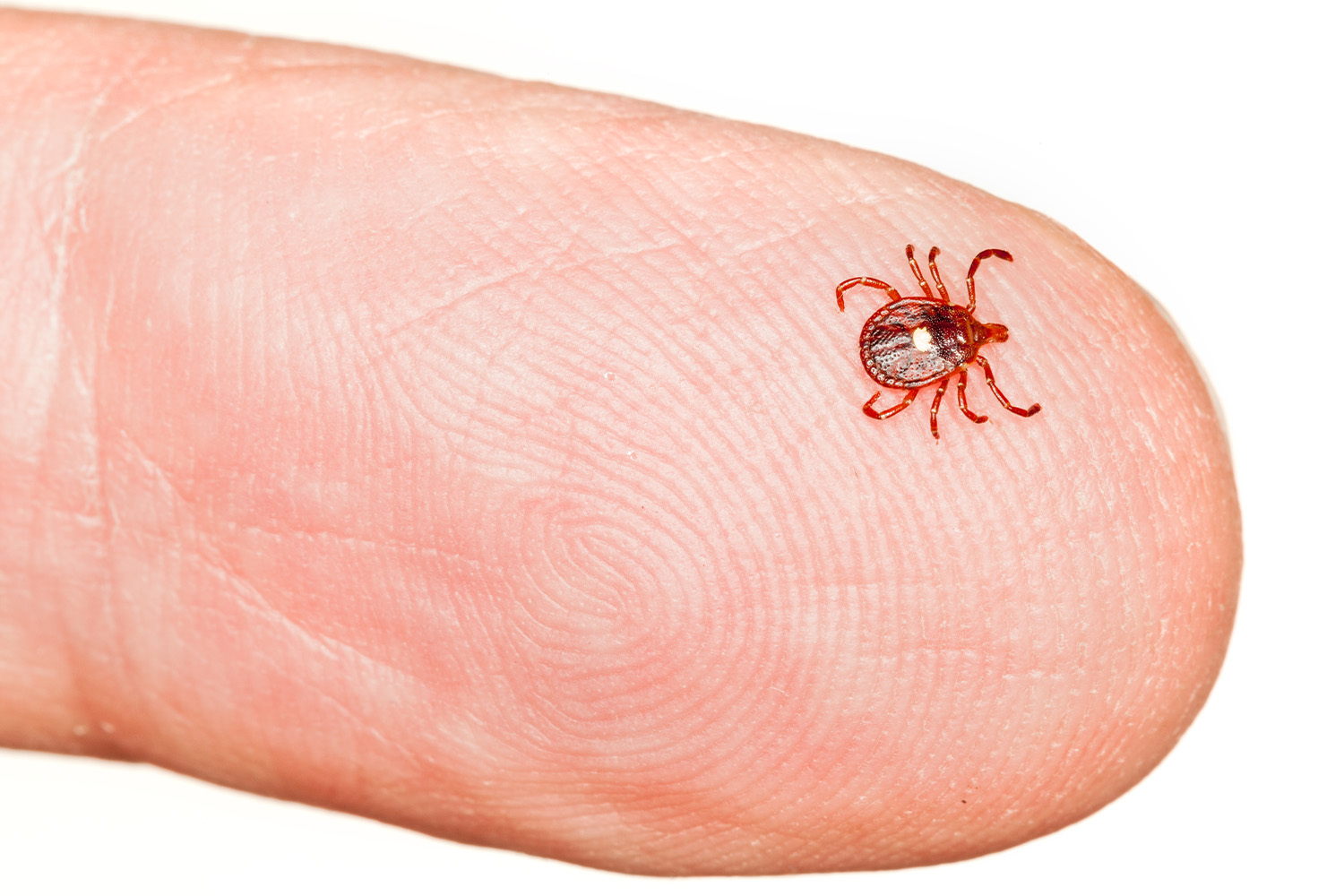 Lone Star Ticks Can Make You Allergic to Red Meat InsideHook