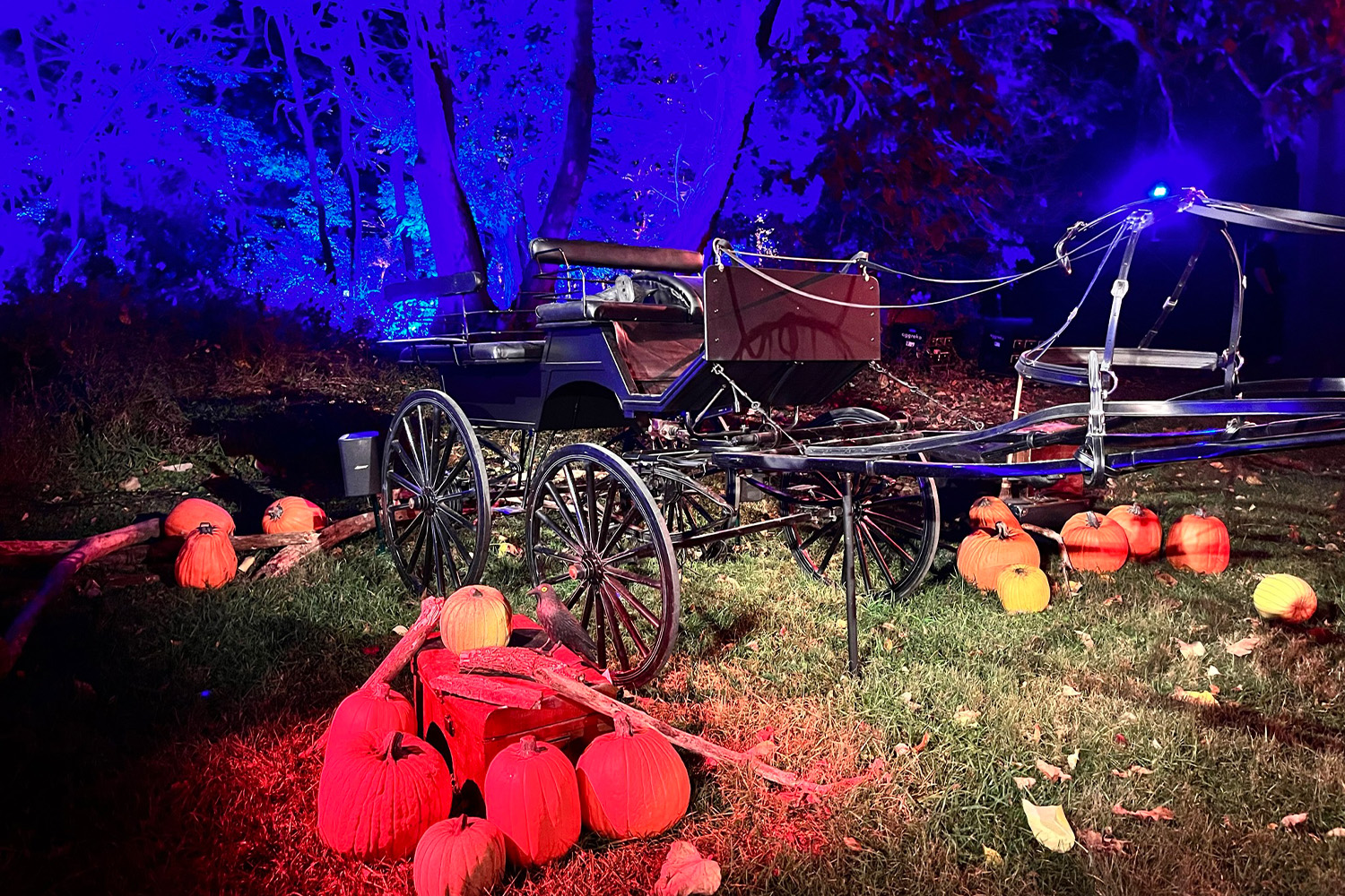 Harry Potter Comes to Leesburg With Forbidden Forest Experience