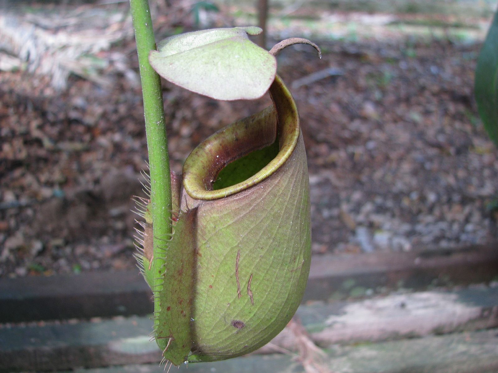 Some Pitcher Plants Evolved to Consume Animal Waste InsideHook