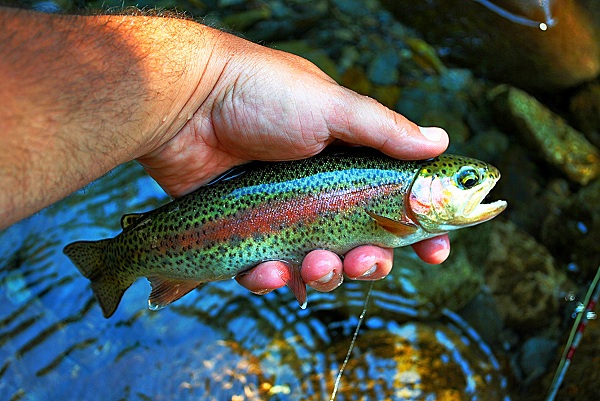 Smoky Mountain Trout Tournament 2023 Smoky Mountain Trout Tournament - Inside Pigeon Forge Tn