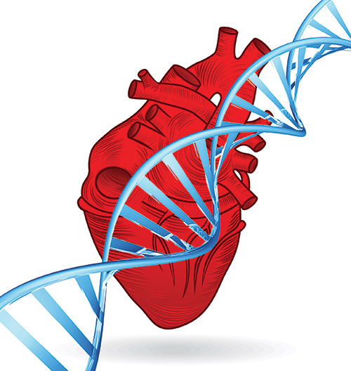 At the Heart of the Matter The Genomics Underlying Cardiovascular Disease