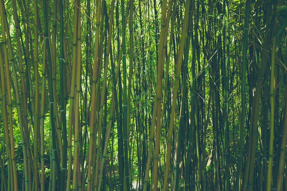 Bamboo Sustainable Growth for the Future Insider London