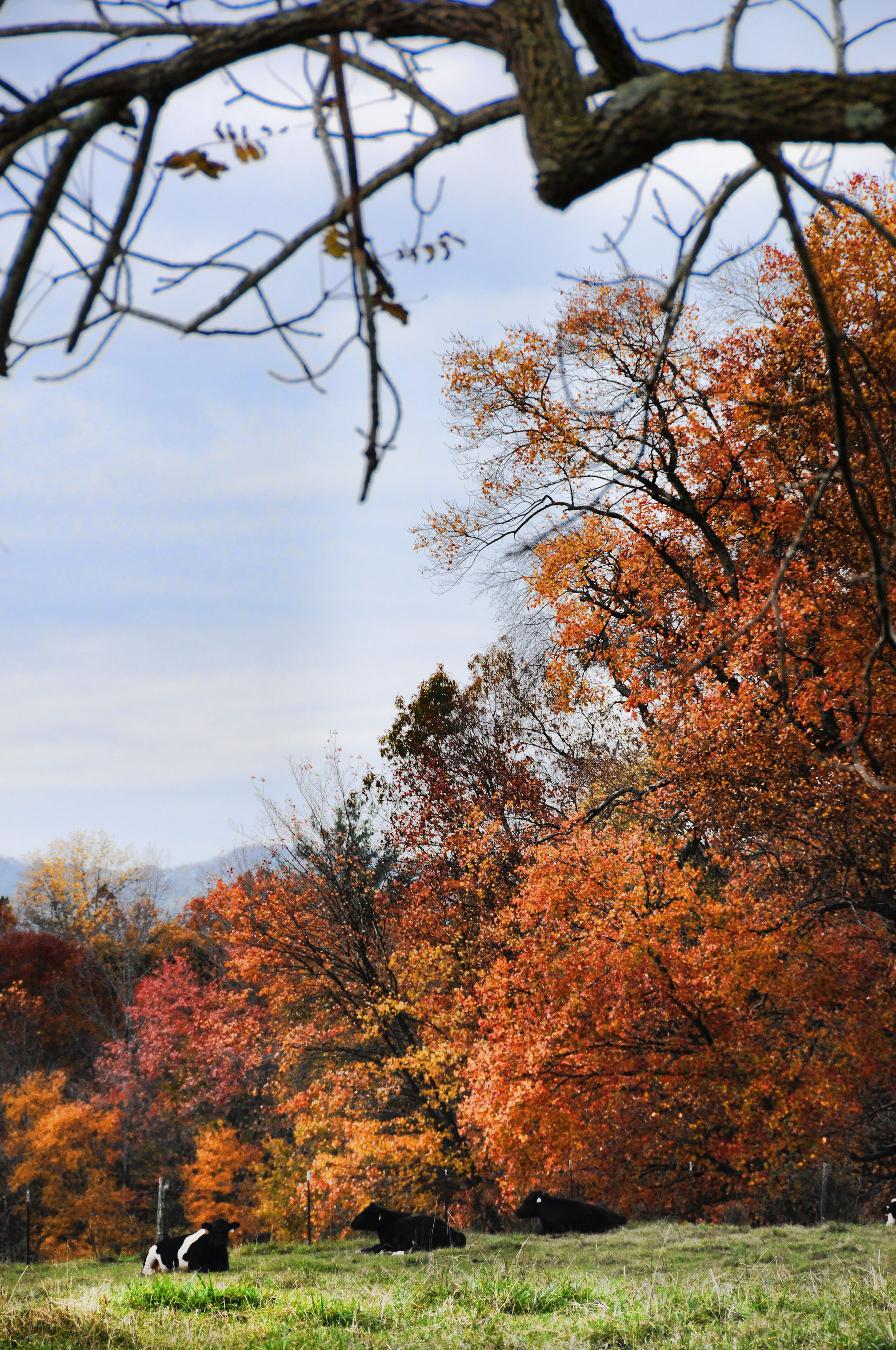 Catching the Fall Colors in Sevierville Inside Sevierville
