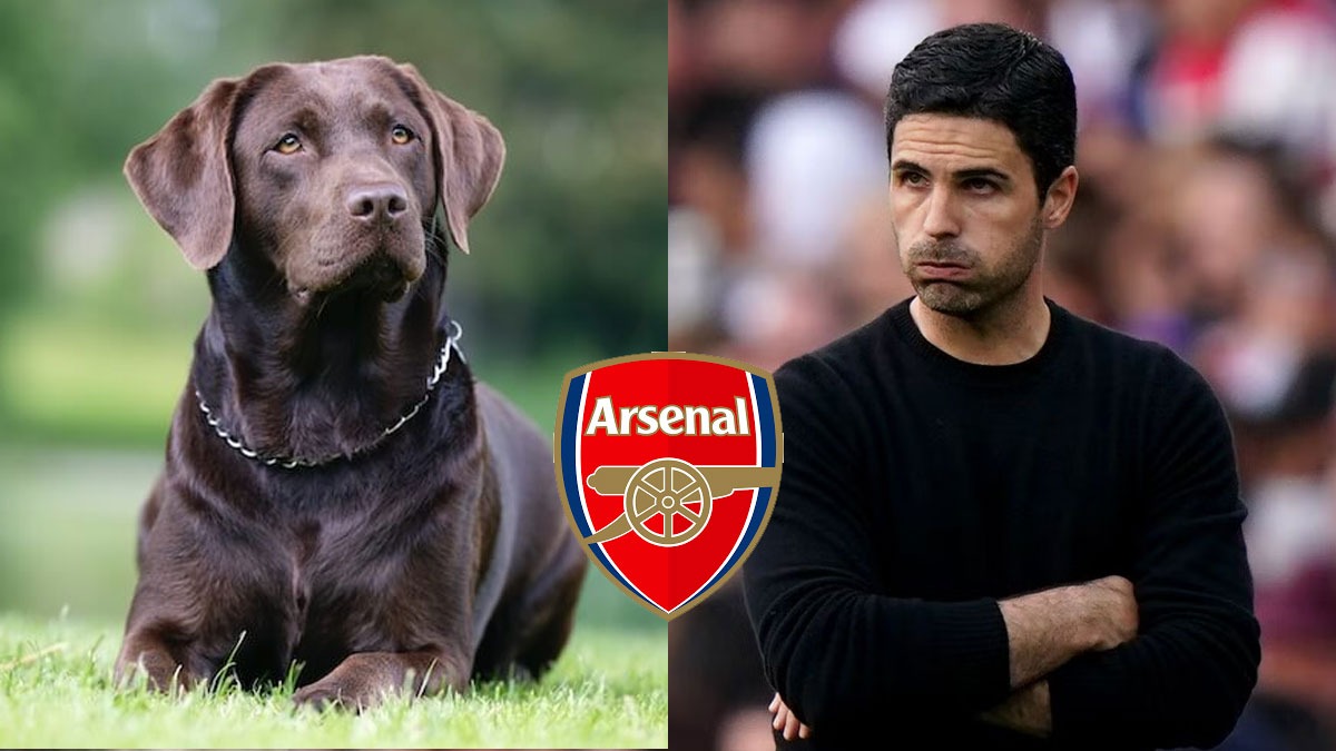 Meet Win, Arsenal's pet Dog to motivate Mikel Arteta & Co in Premier