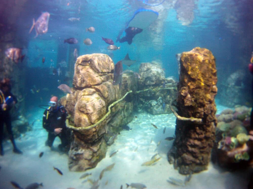 SeaVenture at SeaWorld Discovery Cove offers undersea adventure like no