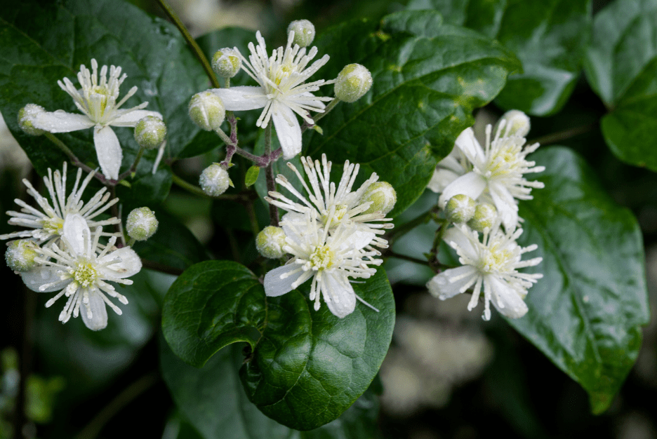 Bach Flower Remedy Clematis