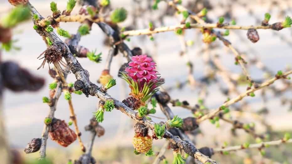 Bach Flower Remedy Larch
