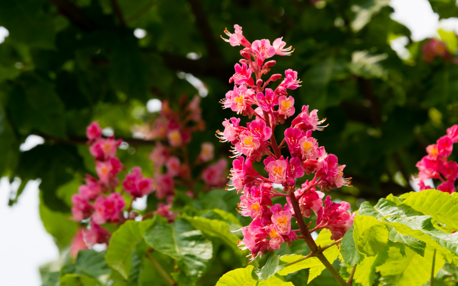 Bach Flower Remedy Red Chestnut