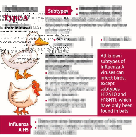 H10N3 Bird Flu Strain: - Insightsias