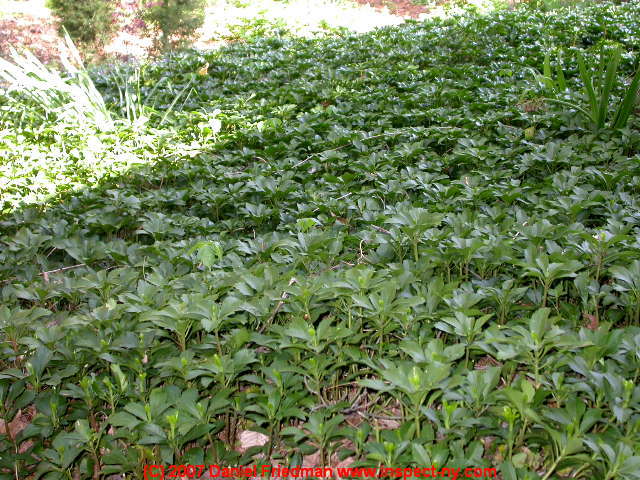 Planting Ground Covering Plants Over Septic Systems and Septic Fields