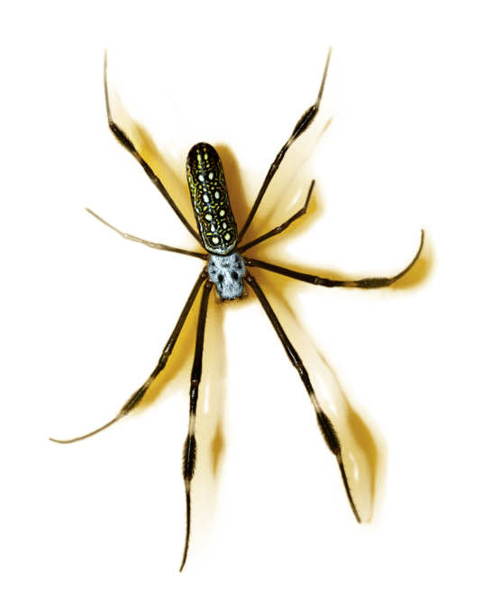 Inspidere B.V. Spider Silk