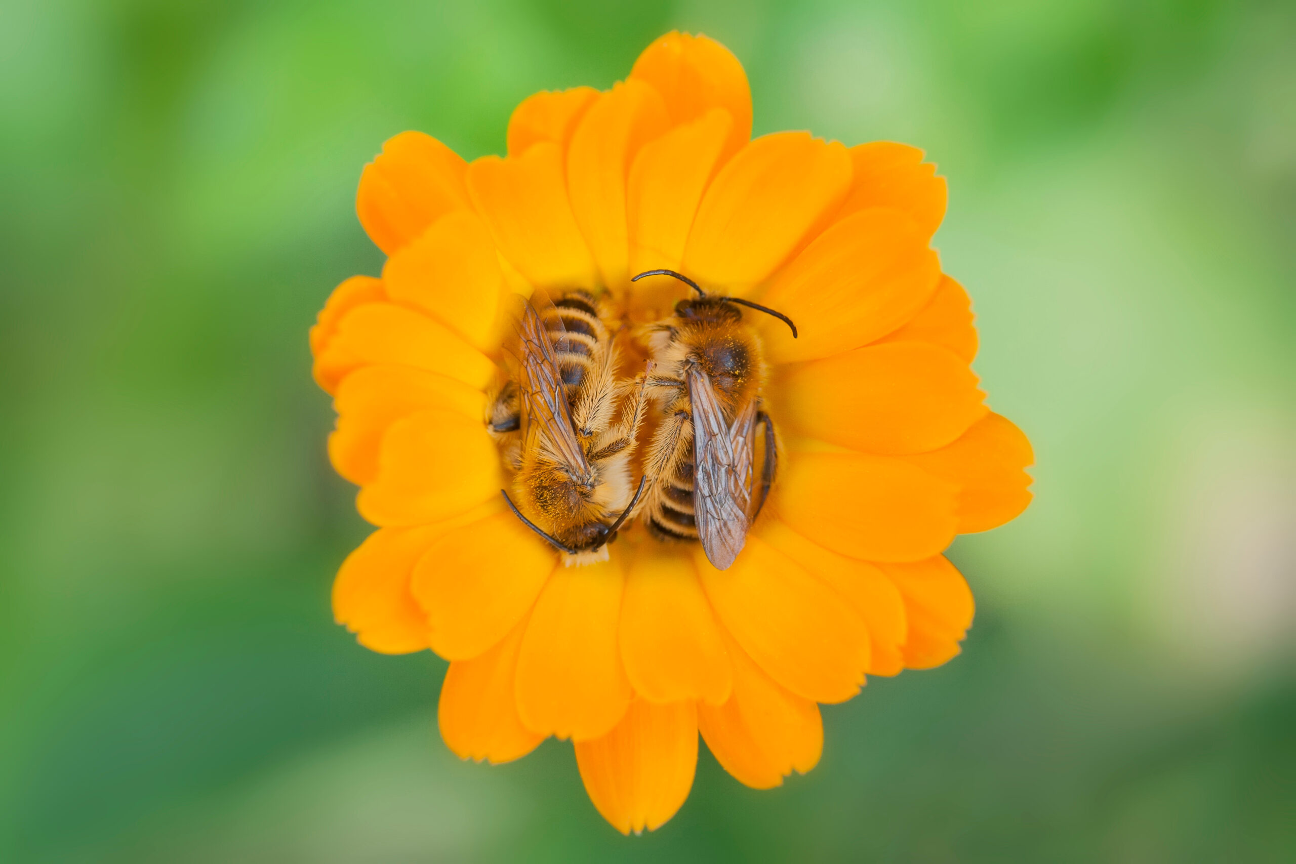 Napping Bees InspireMore