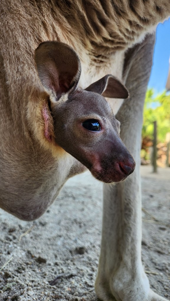 Adorable Baby Kangaroo Born At Florida Zoo Makes Her First Appearance
