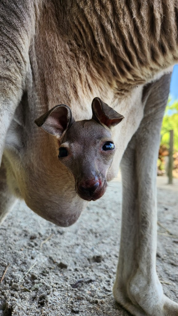 Adorable Baby Kangaroo Born At Florida Zoo Makes Her First Appearance
