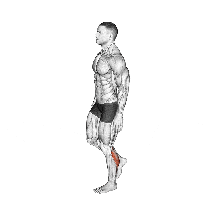 Seated Calf Raise Alternatives How to Target the Calves Inspire US