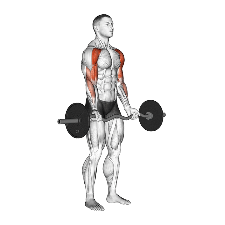 Bicep Curl Drawing