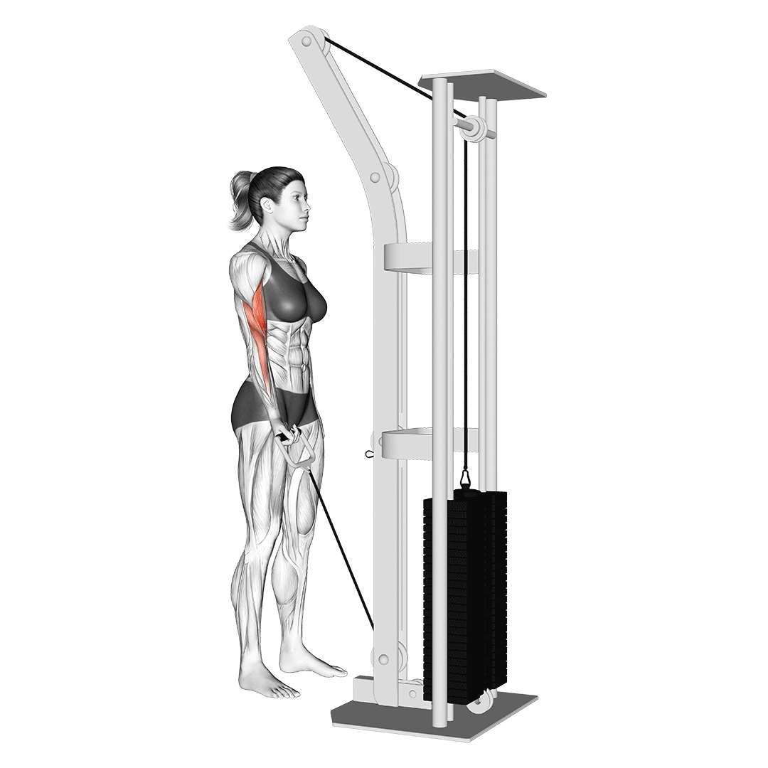 Cable Arm Exercises Triceps and Biceps (with Pictures!) Inspire US