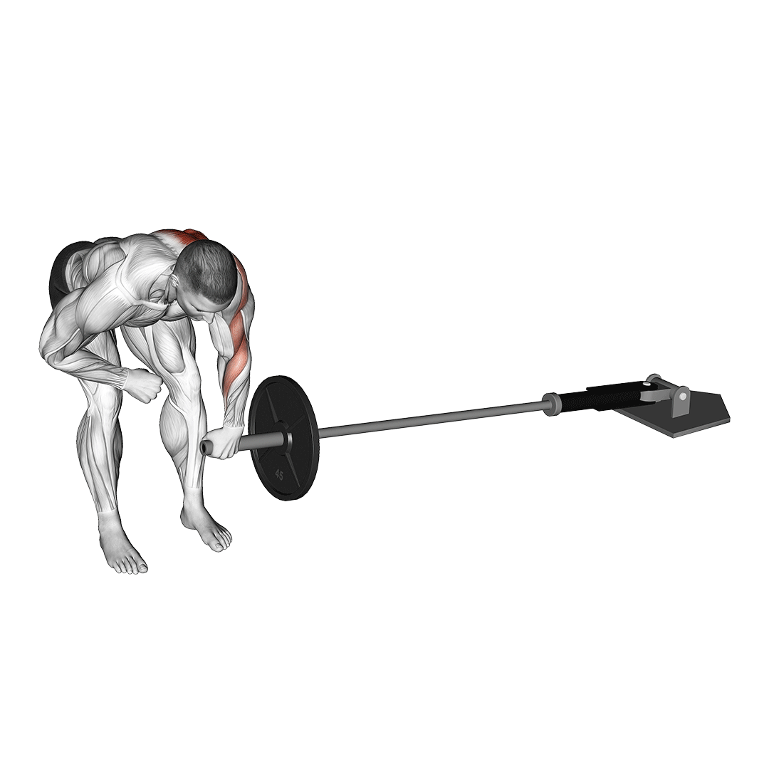 6 Barbell Row Alternatives for Max Gains (With Pictures!) Inspire US