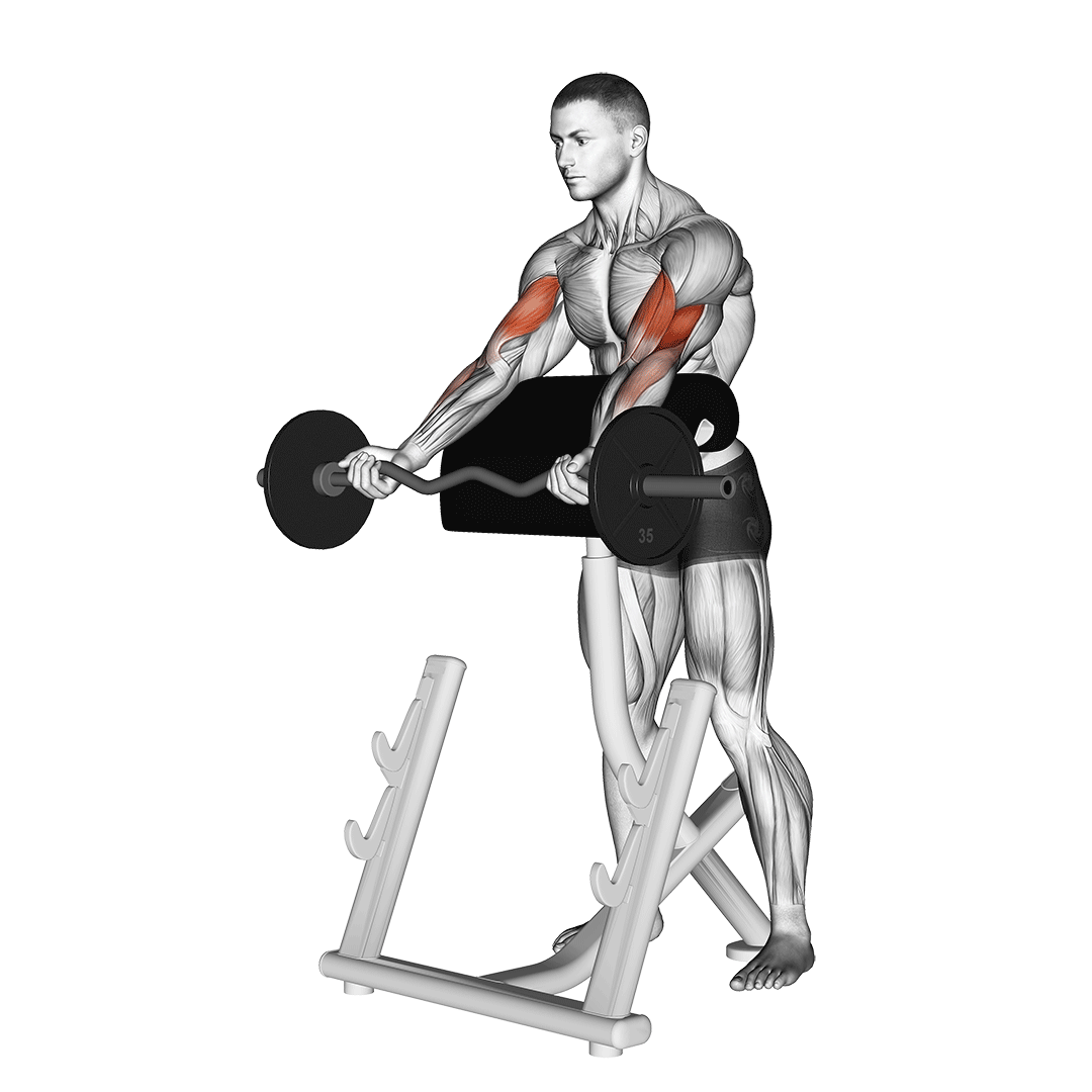 Hammer curls Telegraph